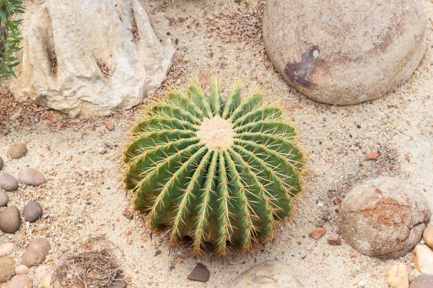 Cactus del primo piano