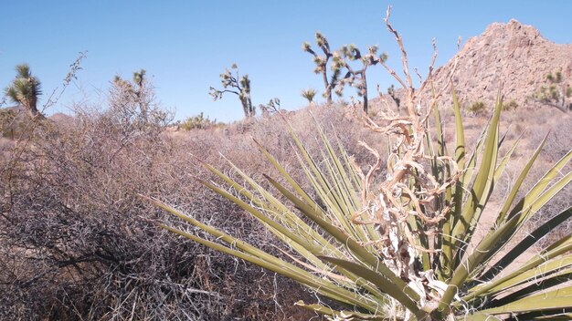 Cactus delle piante del deserto nel deserto della valle della California del parco nazionale dell'albero di joshua