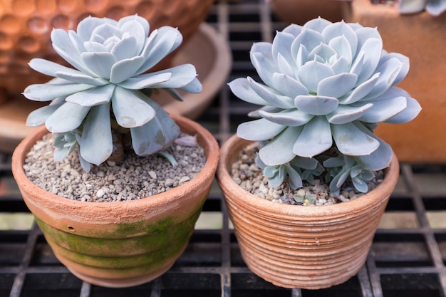 Cactus delle succulente nel giardino botanico del deserto per progettazione di agricoltura e della decorazione