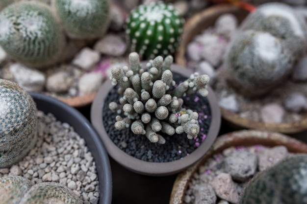 cactus di barilotto di close-up