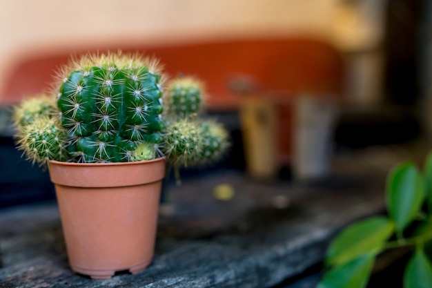 cactus di barilotto di close-up
