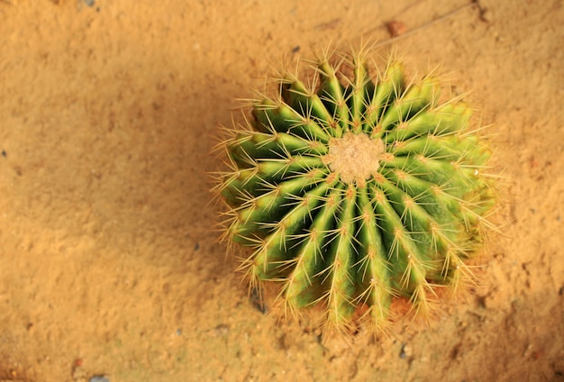 Cactus di barilotto dorato in un giardino del cactus