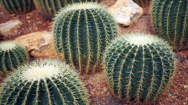 Cactus di barilotto dorato o grusonii di Echinocactus nel giardino botanico.