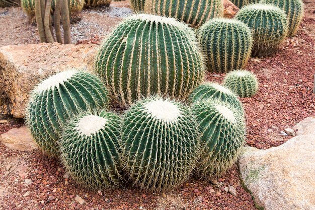 cactus di barilotto dorato sulla ghiaia