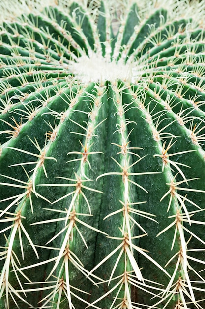 Cactus di barilotto dorato