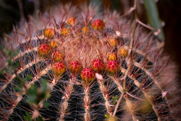 Cactus di calce messicano