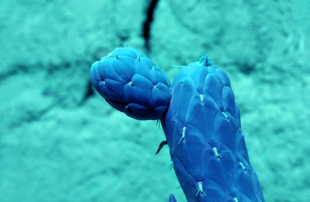 Cactus di colore blu in stile pop art alla luce del sole con parete di argilla adobe sfocata sullo sfondo
