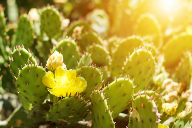 Cactus di fioritura giallo con un'ape fuori un giorno soleggiato