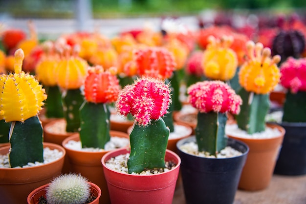 Cactus di Gymnocalycium / cactus variopinto dei fiori rosso e giallo bello in POT