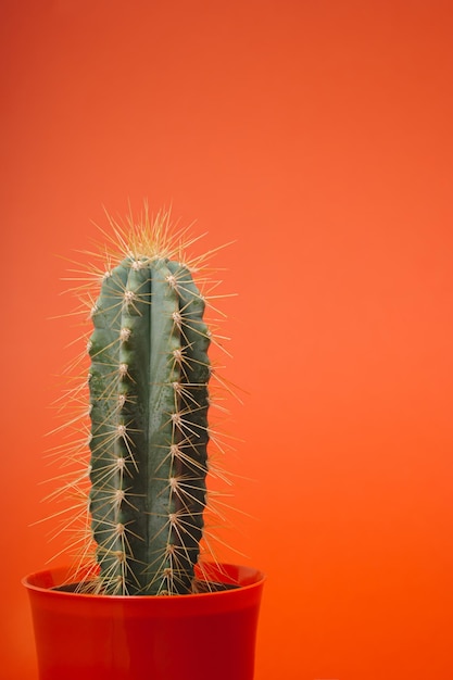 Cactus di moda in vaso di fiori rosso su sfondo color tramonto arancio rosso pastello Minimalismo Concetto creativo di cactus Concetto alla moda di uscire a ovest