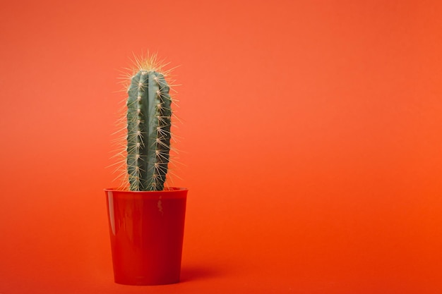 Cactus di moda in vaso di fiori rosso su sfondo color tramonto arancio rosso pastello Minimalismo Concetto creativo di cactus Concetto alla moda di uscire a ovest