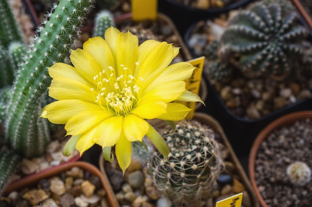 Cactus di nome Lobivia con fiore giallo