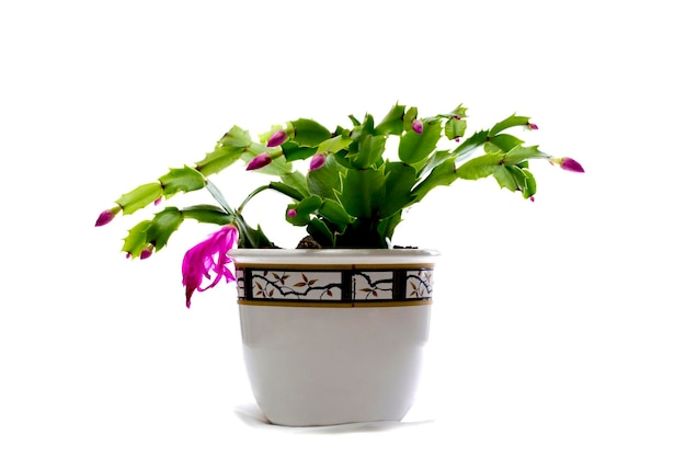 Cactus di Pasqua in una pentola su uno sfondo bianco