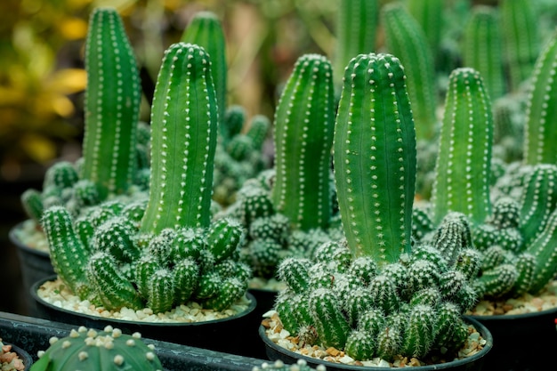 Cactus di piante da giardino in piccoli vasi in vendita.