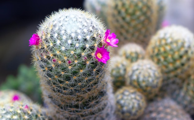 cactus di piume di fiori