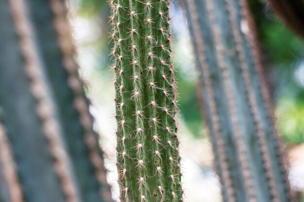 Cactus di punta nel parco.