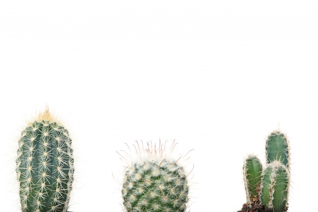 Cactus diversi isolati. Piante domestiche