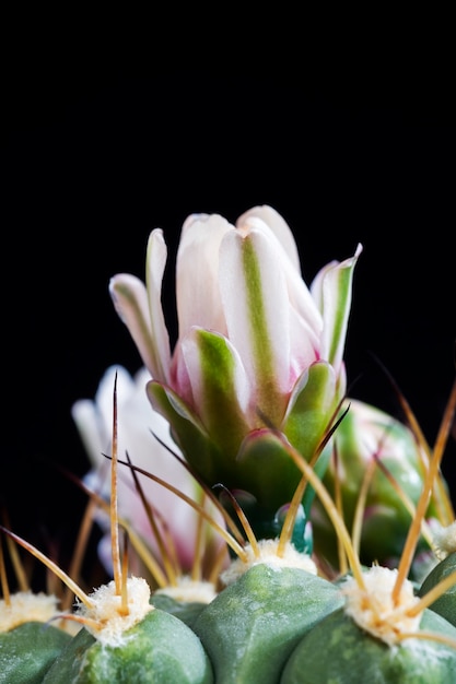 cactus durante la fioritura