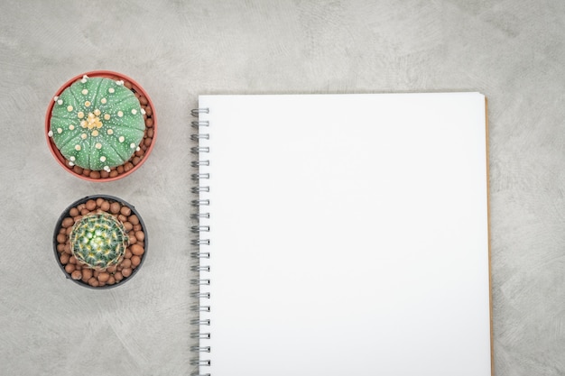 Cactus e notebook sul tavolo ufficio, sfondo grigio cemento, piatto posare