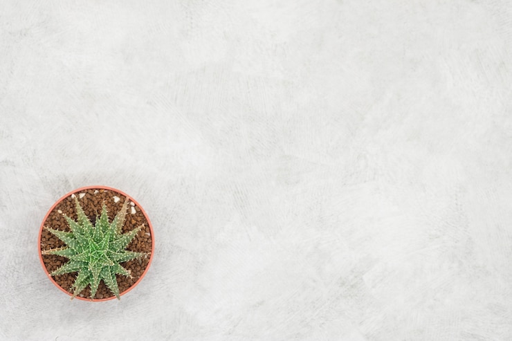 Foto cactus e notebook sul tavolo ufficio, sfondo grigio cemento, piatto posare