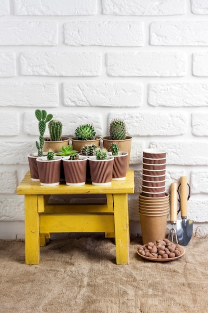 Cactus e piante grasse in bicchieri di carta sul piccolo tavolo giallo con attrezzi da giardinaggio