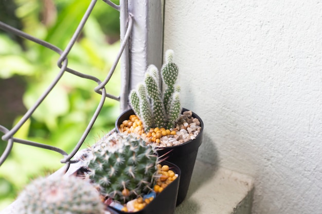 Cactus e piante succose in un vaso bianco. Cactus cactus sullo scaffale bianco con pareti di colore naturale