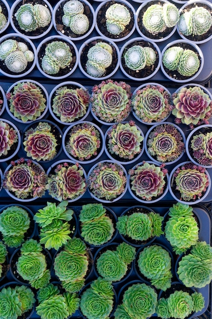 Cactus e piante succulente vista dall'alto sullo sfondo