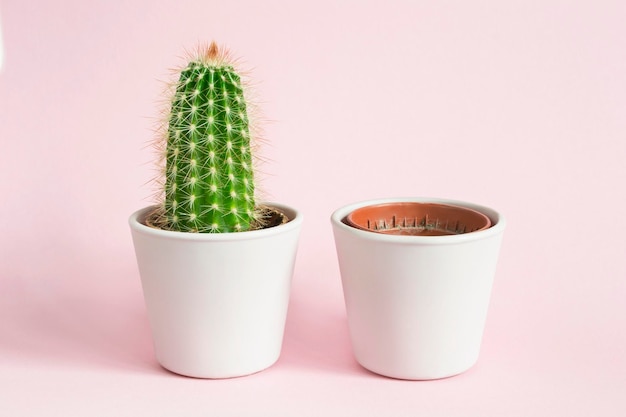 Cactus e un vaso sul rosa