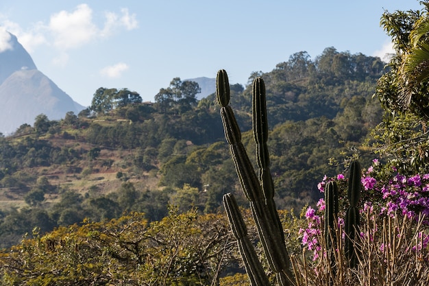 cactus e vegetazione in primo piano con la bellissima vista dei monti petropolis