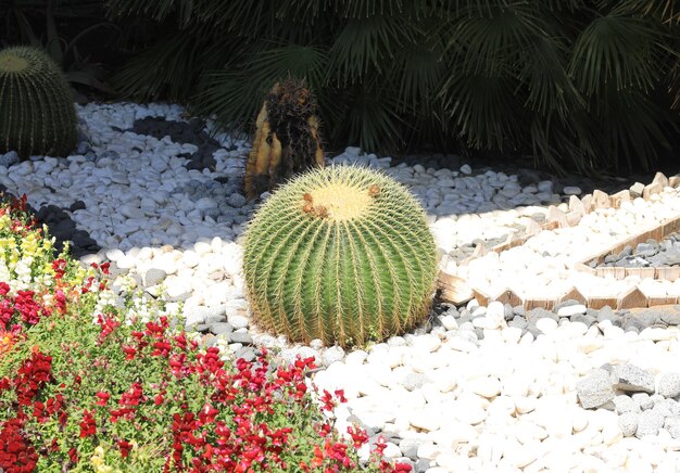 cactus esotico spinoso che cresce nel terreno