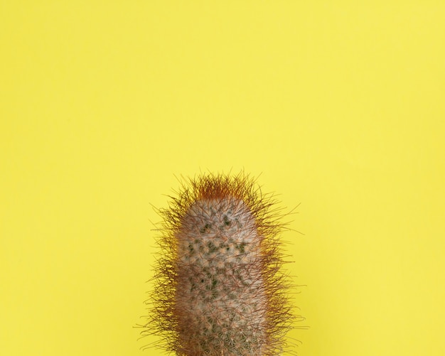 Cactus Fashion Design. Stillife minimal fashion. Colori vivaci alla moda.