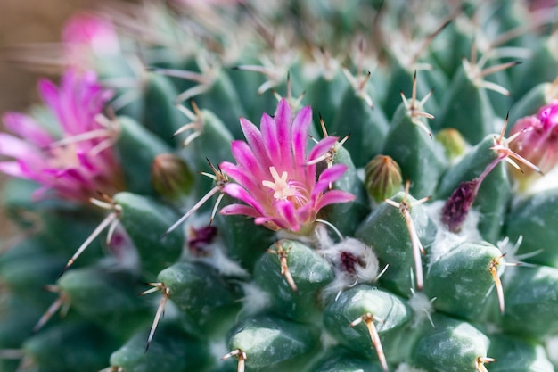 Cactus fiorito con fiori rossi