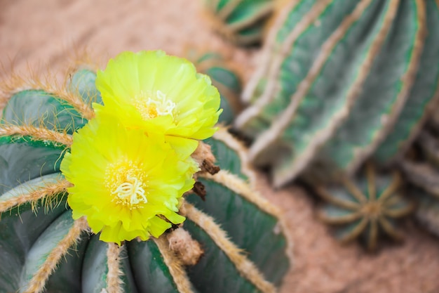 Cactus Flower due.