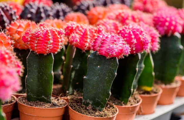 cactus, foglia di palma da zucchero, decorazione in giardino