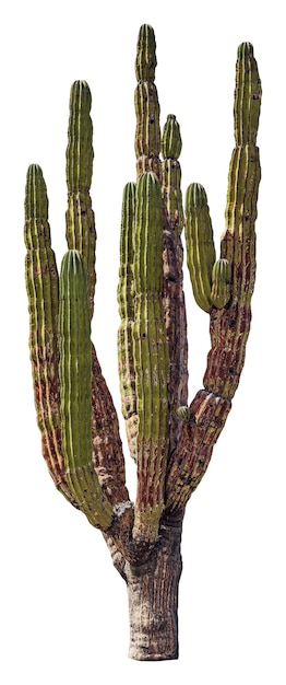 Cactus gigante messicano isolato su sfondo bianco con percorso di clipping