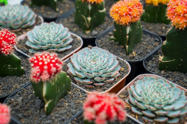 Cactus Gymnocalycium variegati in vaso