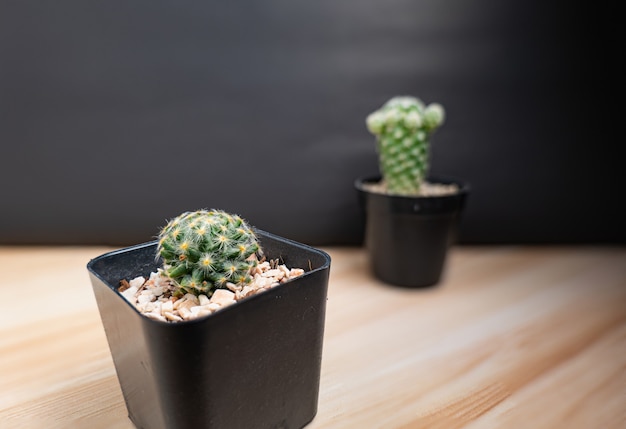 Cactus in due vasi di plastica nera vuoti in piani irregolari, uno chiaro e l'altro sfocato.