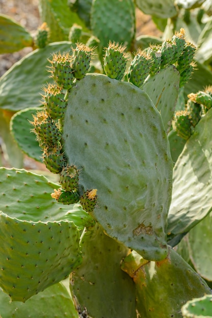 Cactus in fiore