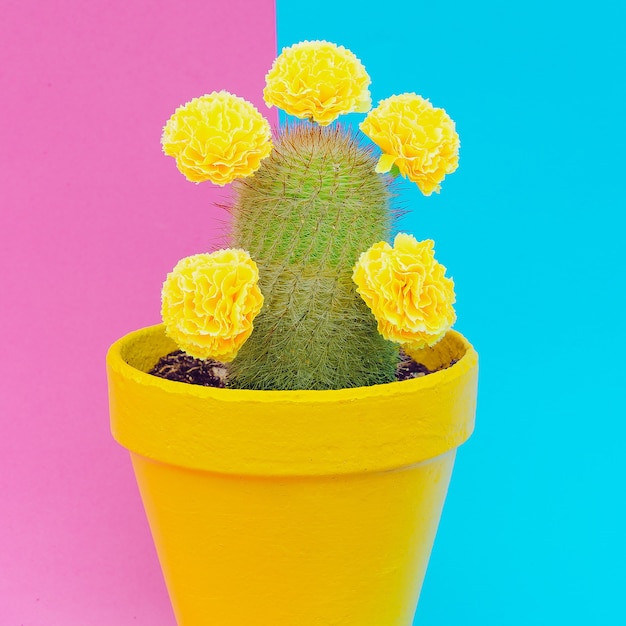 Cactus in fiori. Arte minimale alla moda