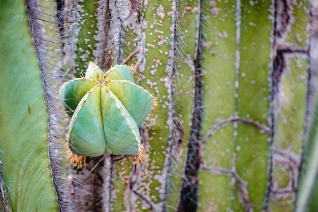 Cactus in Messico per carta da parati o sfondo