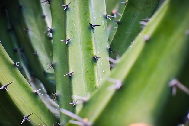 Cactus in Messico per carta da parati o sfondo