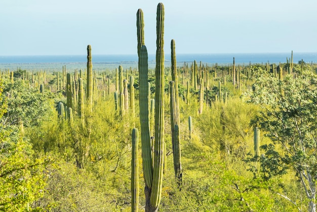 Cactus in Messico