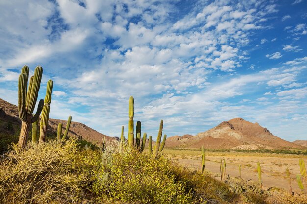 Cactus in Messico