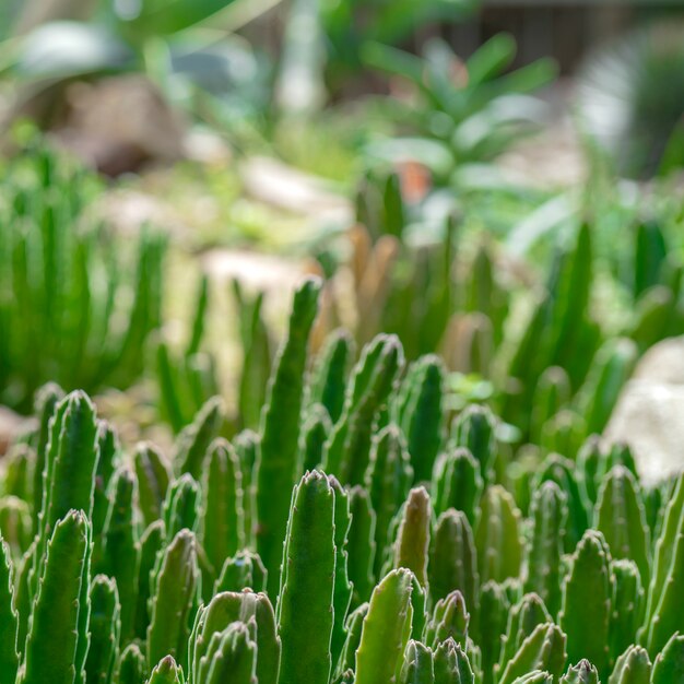 Cactus in natura.