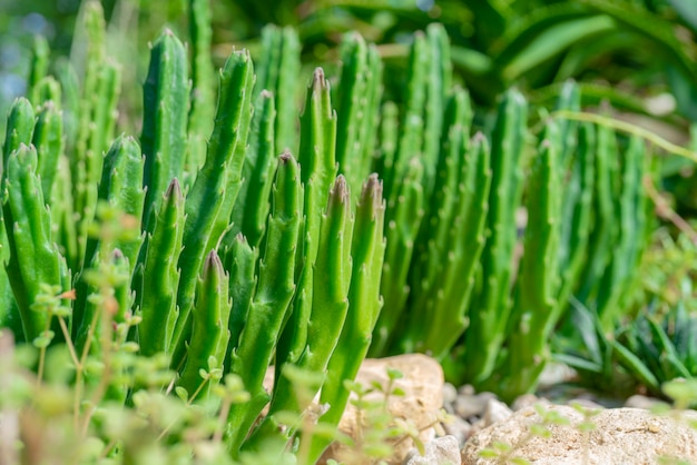 Cactus in natura.