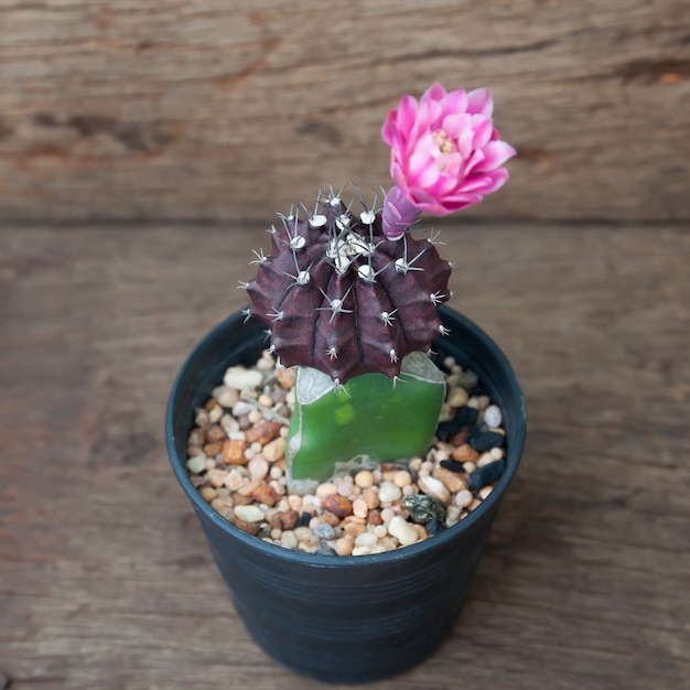 Cactus in pianta da vaso su fondo di legno