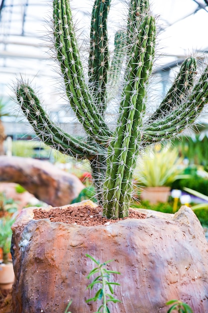 Cactus in pietra