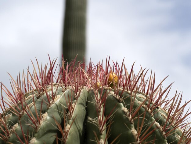 Cactus in primo piano