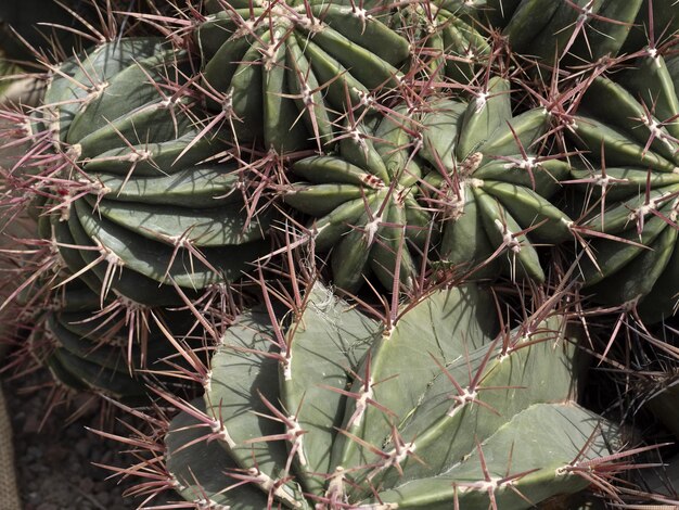 Cactus in primo piano