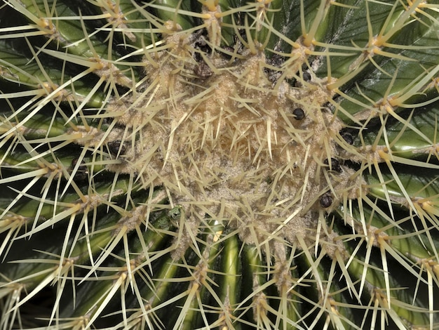 Cactus in primo piano